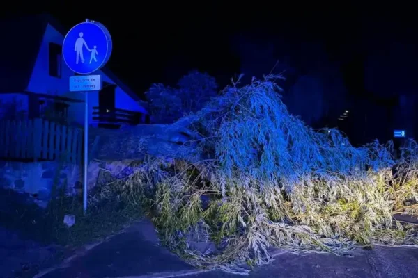 Powalone drzewo w Chachalni – interwencja OSP Zduny