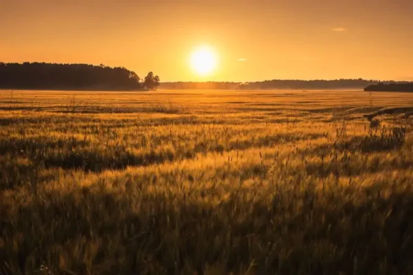 Ostrzeżenie meteorologiczne: upał w gminie Rozdrażew