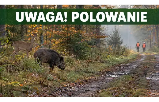 Koło Łowieckie „Kuropatwa” z Krotoszyna ogłasza harmonogram polowań zbiorowych na sezon 2026/2027