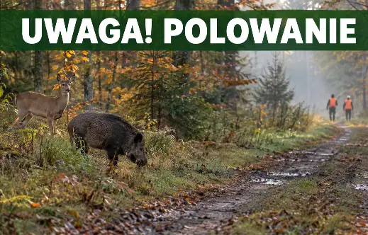 Polowania zbiorowe w lasach pod Krotoszynem – gdzie i kiedy unikać spacerów